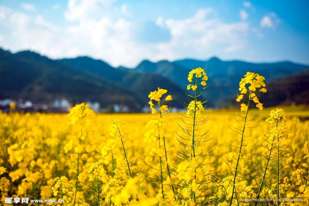 油菜花