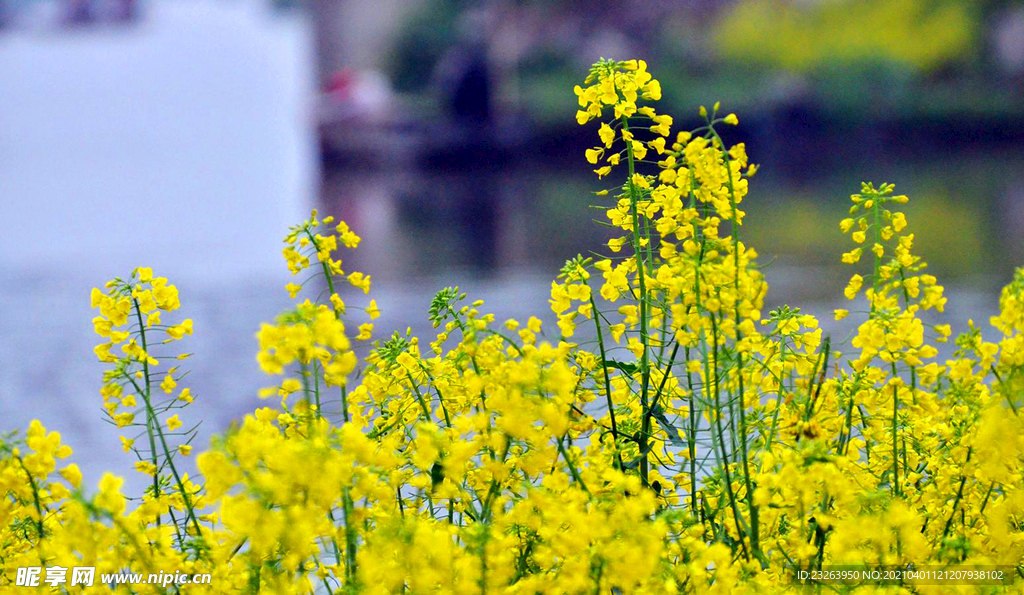 油菜花