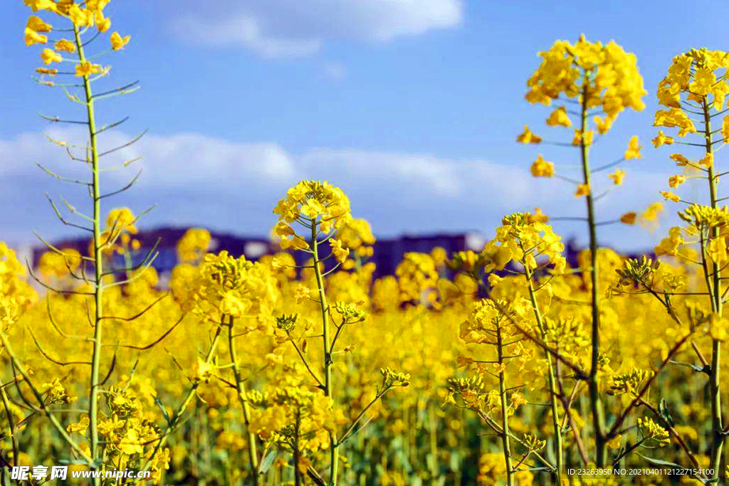 油菜花
