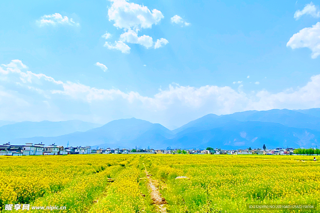 油菜花