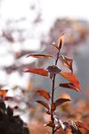 树木发芽