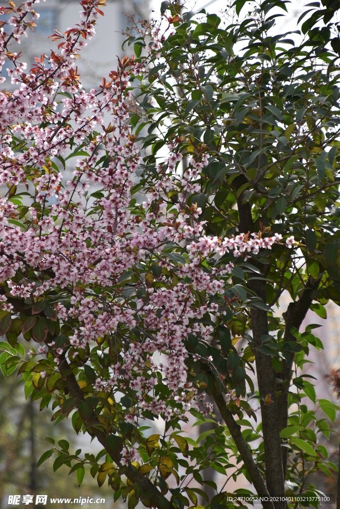 树木发芽