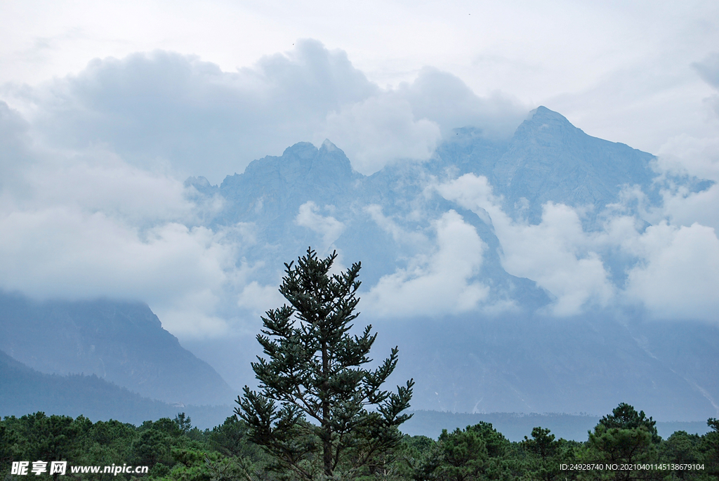 树与雪山媲美