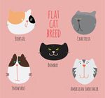 可爱猫咪头像