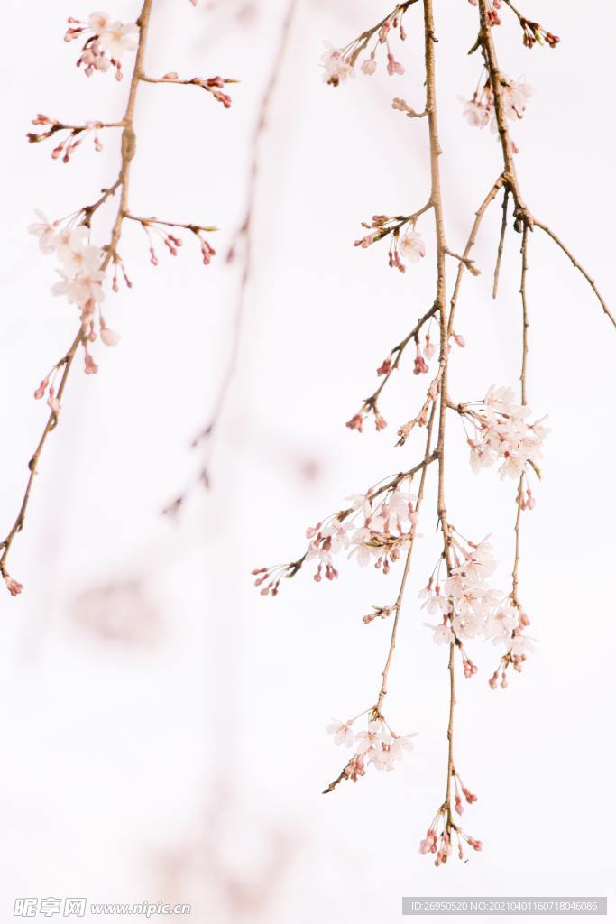 花朵