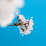 樱花