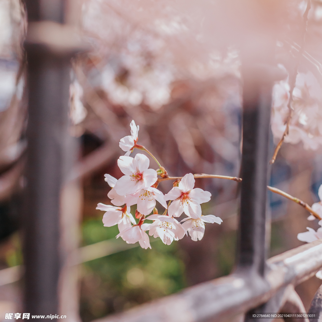 樱花