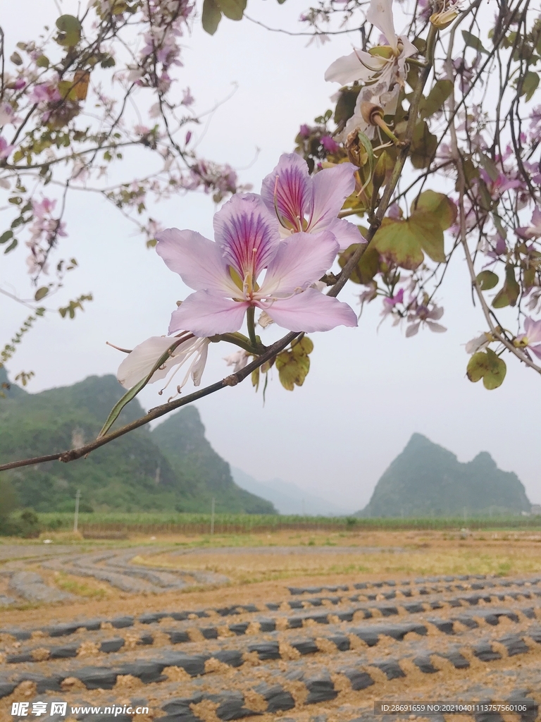 那些花儿