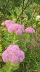 鲜花