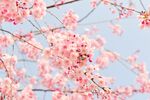 桃花 海棠 春天