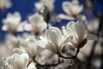 玉兰 花