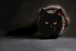 猫 凝视