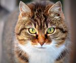 猫咪