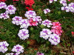 花草