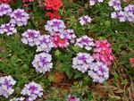 花草