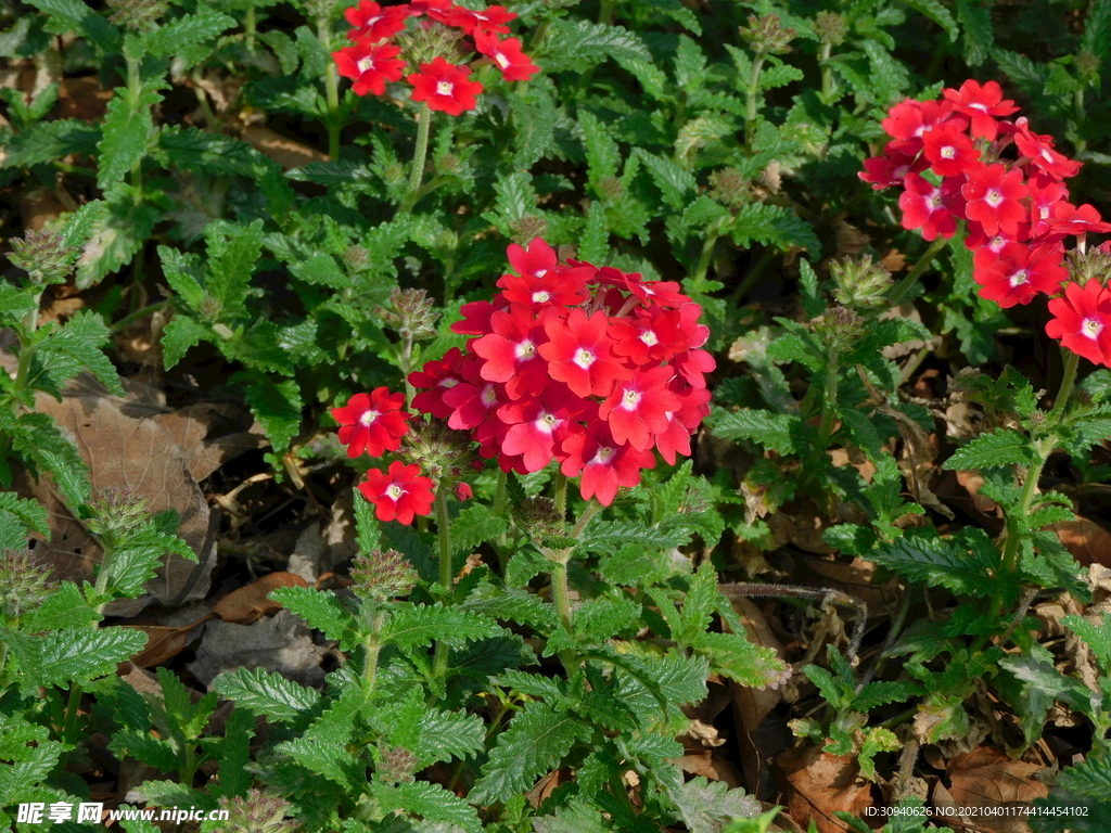 花草