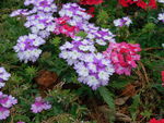 花草