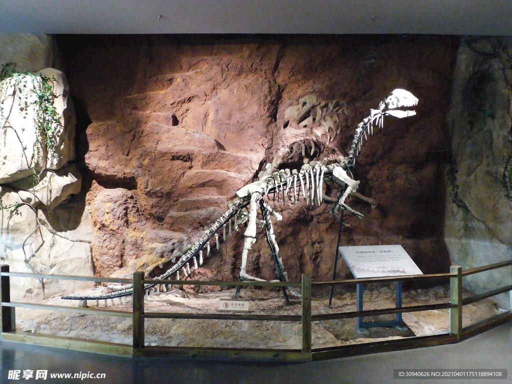 晋宁恐龙化石