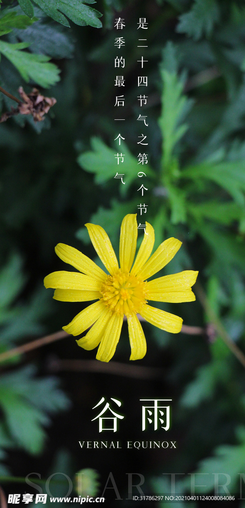 谷雨