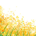 卡通插画装饰油菜花元素