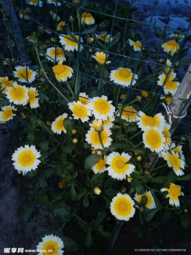 雏菊