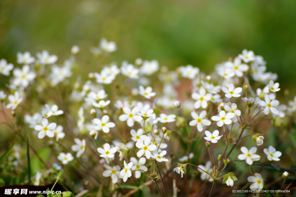 点地梅白花