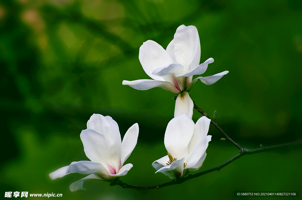玉兰花