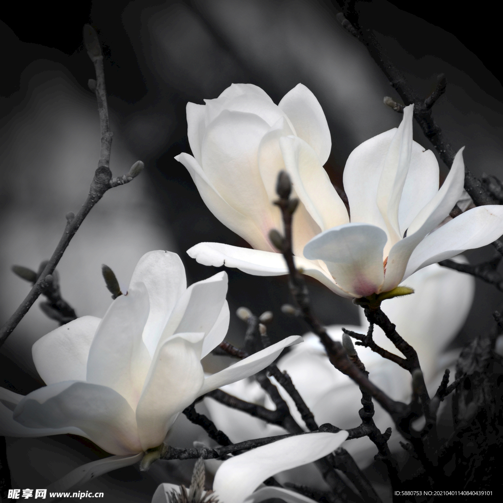 玉兰花