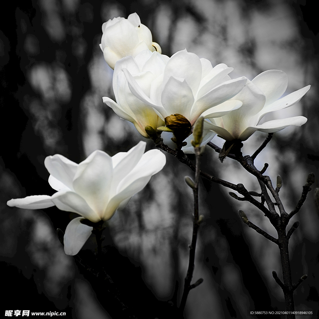 玉兰花