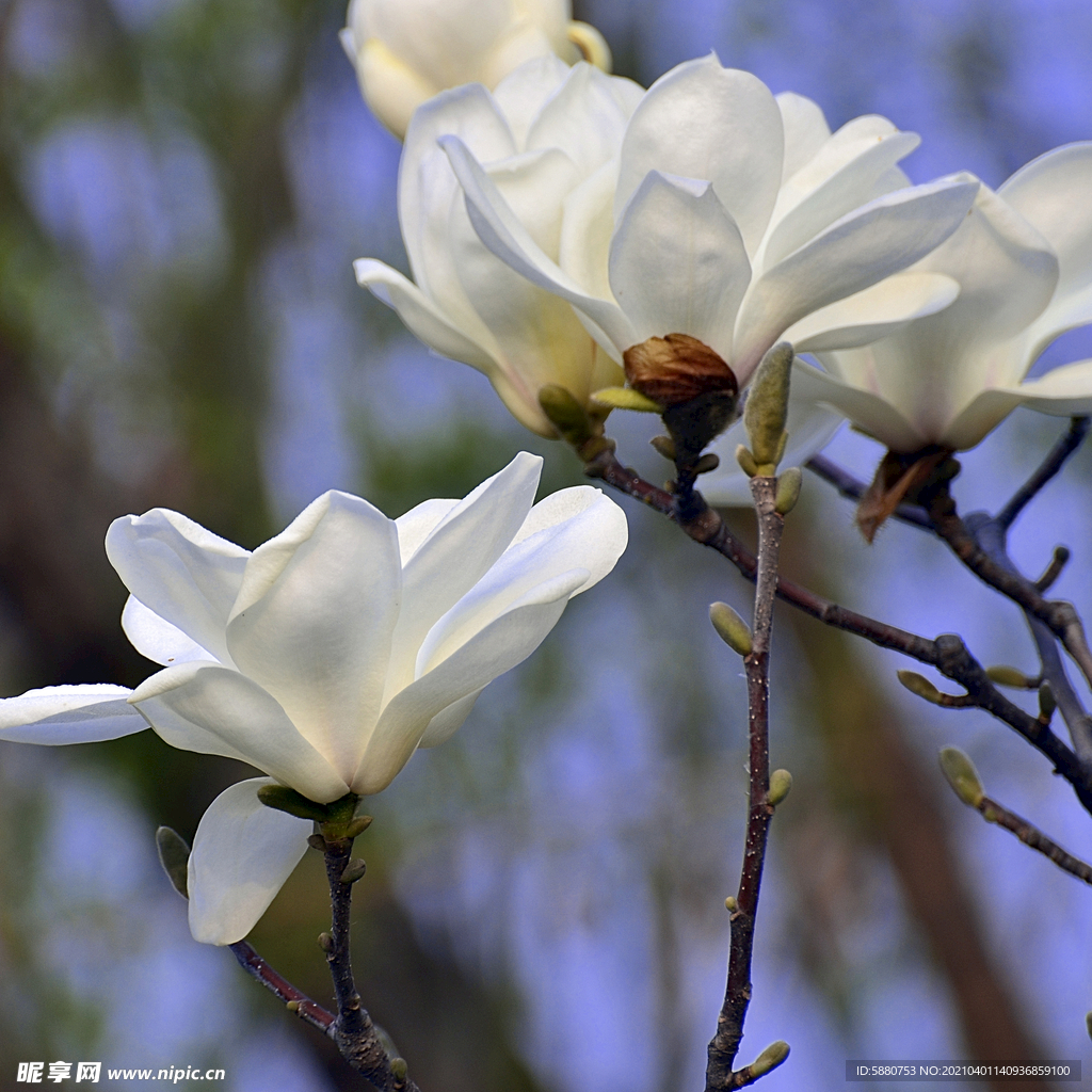 玉兰花