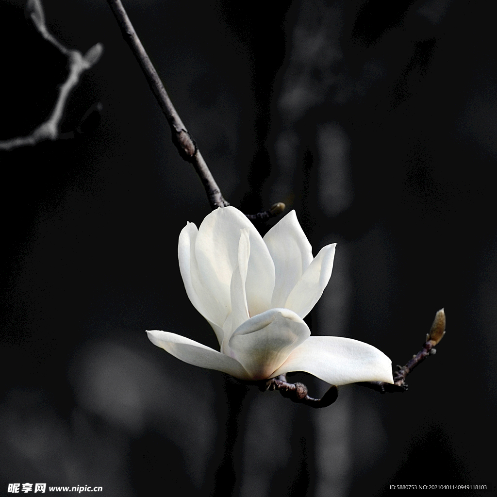 玉兰花