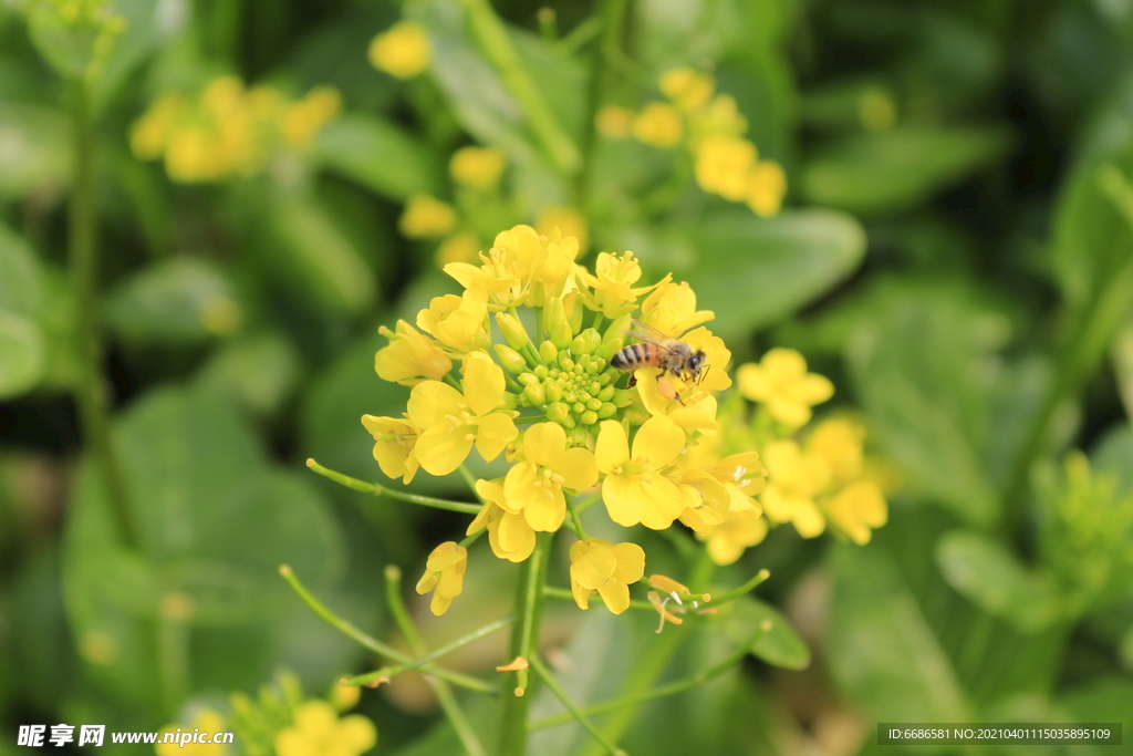 春天油菜花和蜜蜂