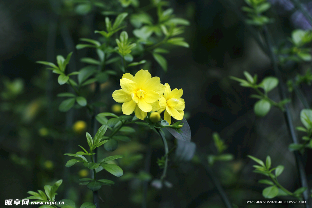 小黄花