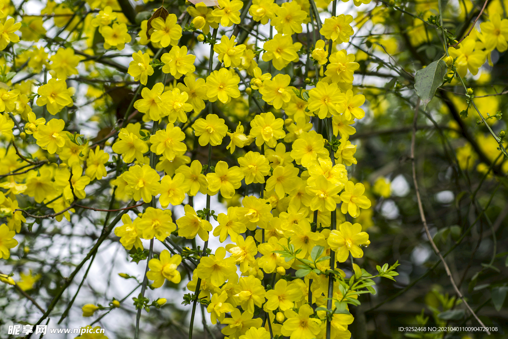 清明花