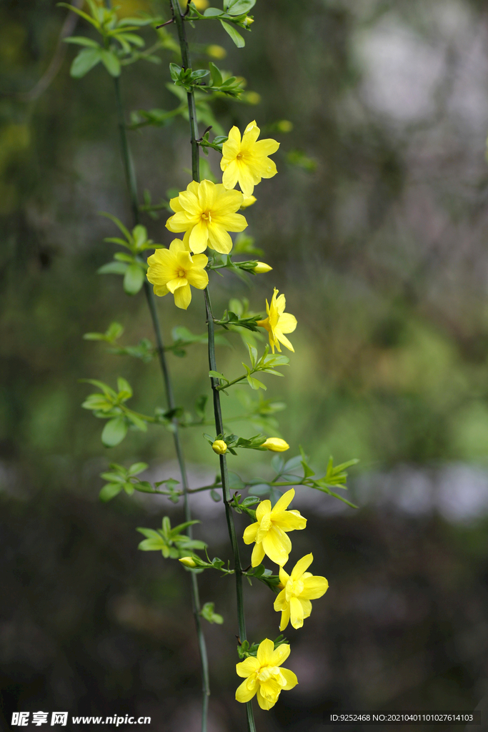 迎春花