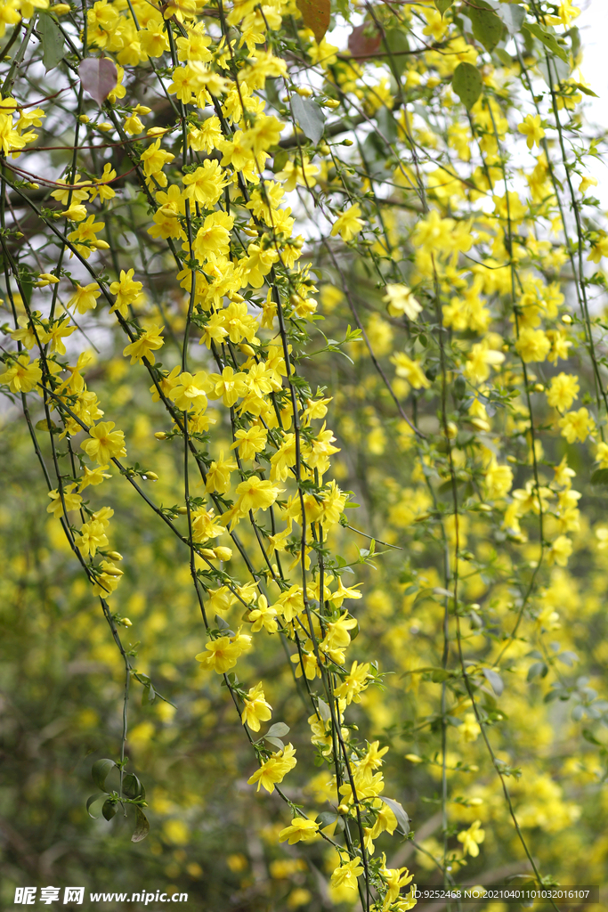 迎春花