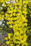 小黄花