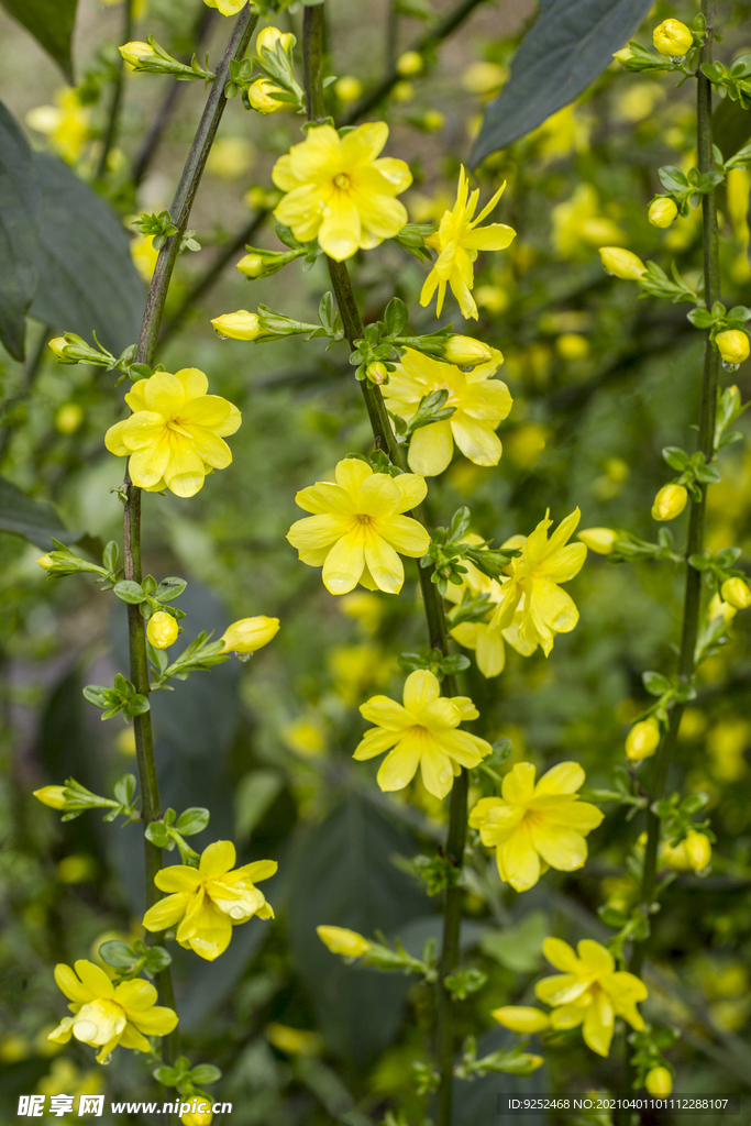 小黄花