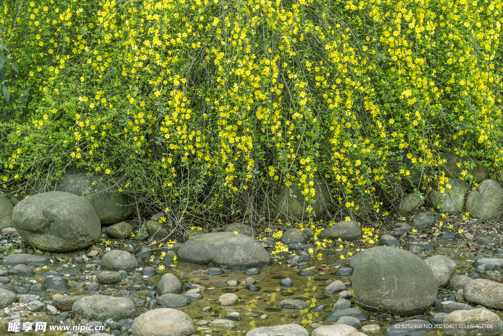园林花草