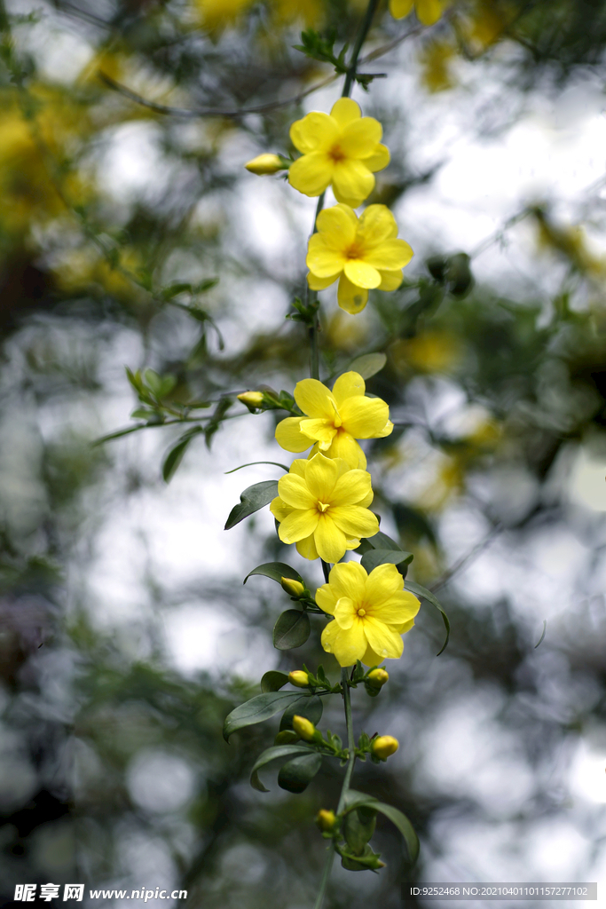 小黄花