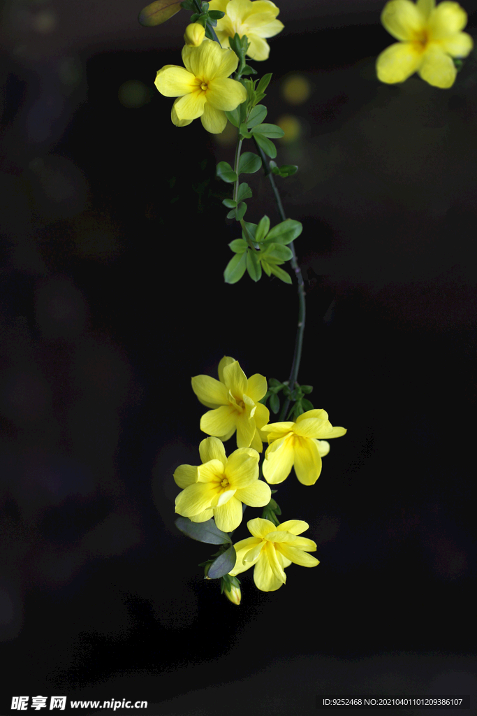 迎春花