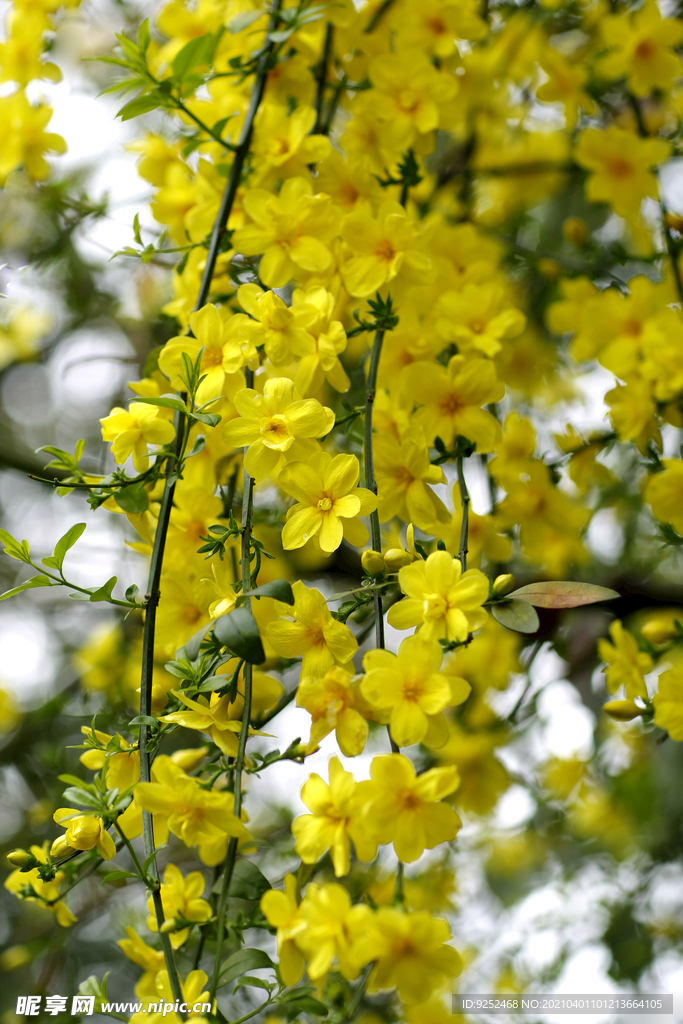 迎春花