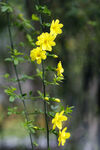 清明花
