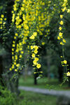 迎春花