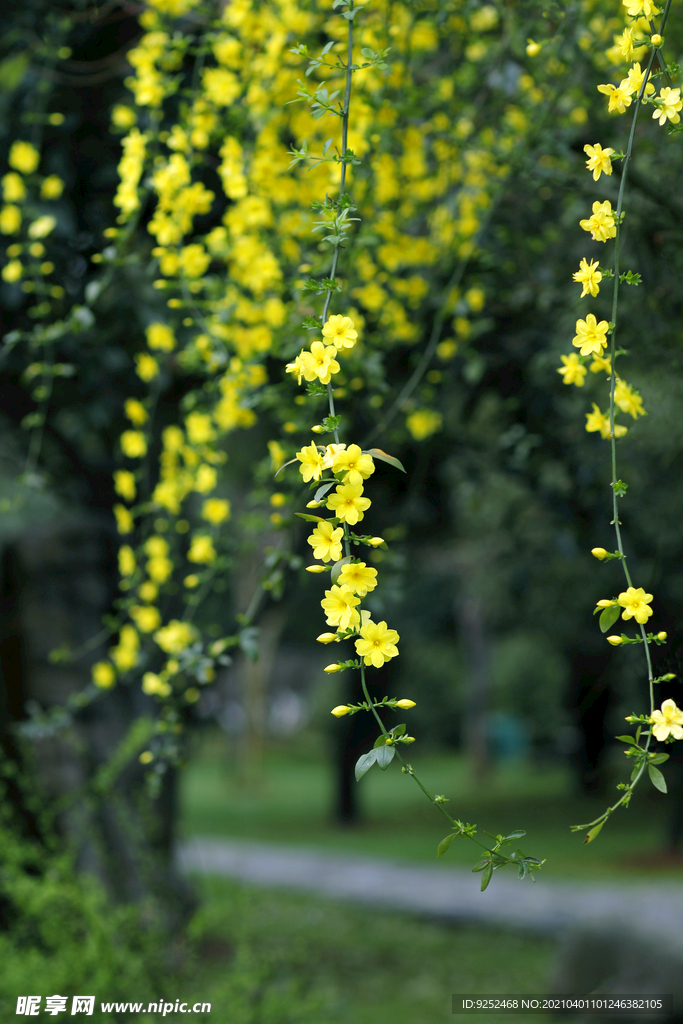 迎春花