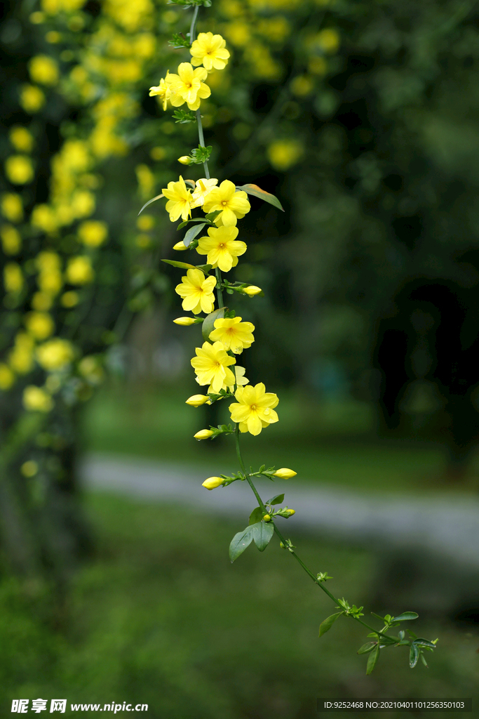 园林花卉