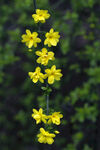 迎春花