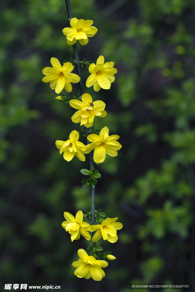 迎春花