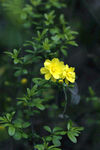 小黄花
