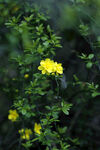 迎春花